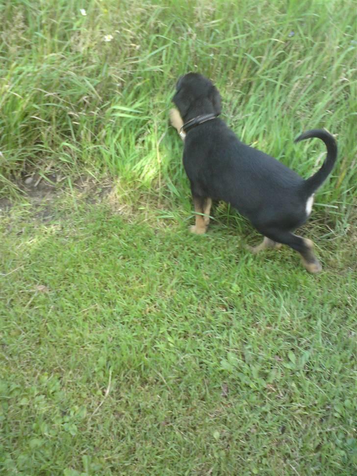 Blanding af racer Trille- solgt billede 4