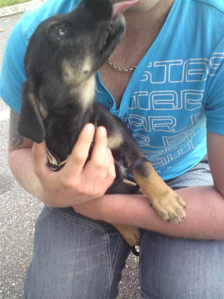 Blanding af racer Trille- solgt billede 5