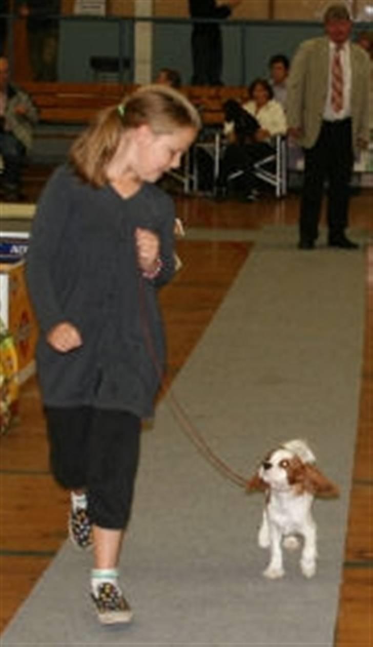 Cavalier king charles spaniel Thyholm´s Otilia - Tilde - Rie og Tilde til Juniorhandling i Silkeborg september 2009 - 2. plads -FLOT billede 12