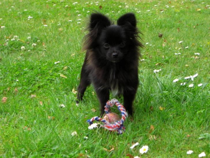 Blanding af racer Zita billede 15