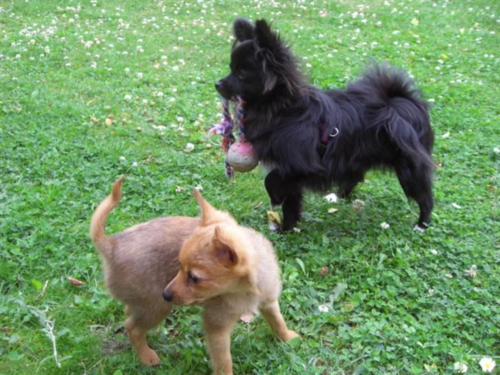 Blanding af racer Zita billede 16