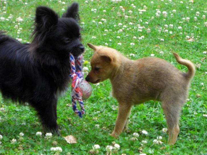 Blanding af racer Zita billede 17