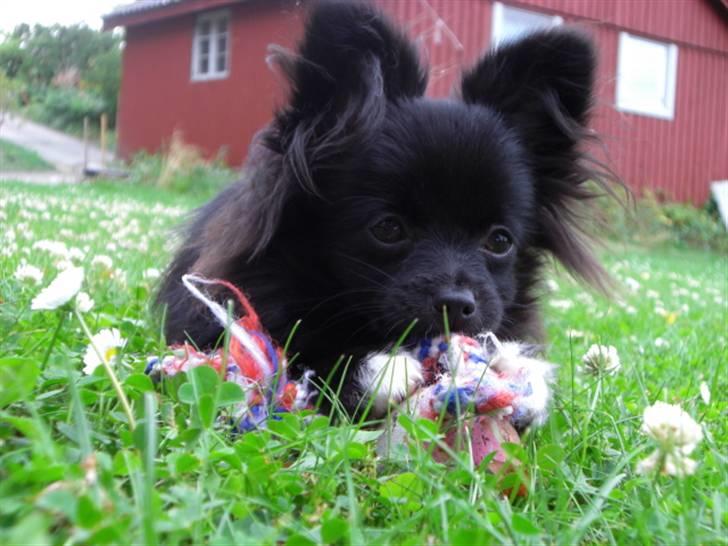 Blanding af racer Zita billede 18