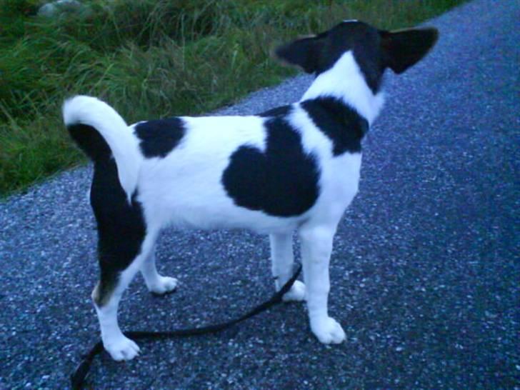 Dansk svensk gaardhund Chicko billede 14