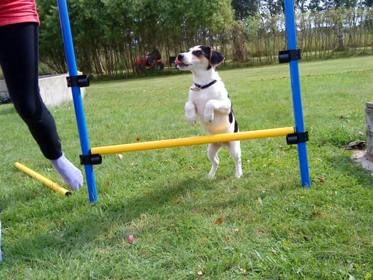 Dansk svensk gaardhund Chicko billede 15