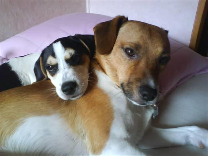 Dansk svensk gaardhund Chicko billede 16