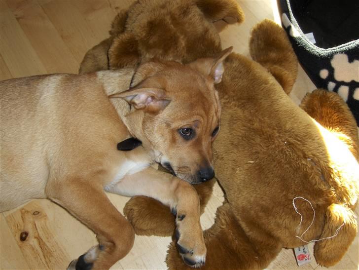 Blanding af racer aslan - mig og bamse billede 11