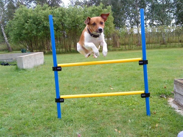 Dansk svensk gaardhund Mikkel billede 19