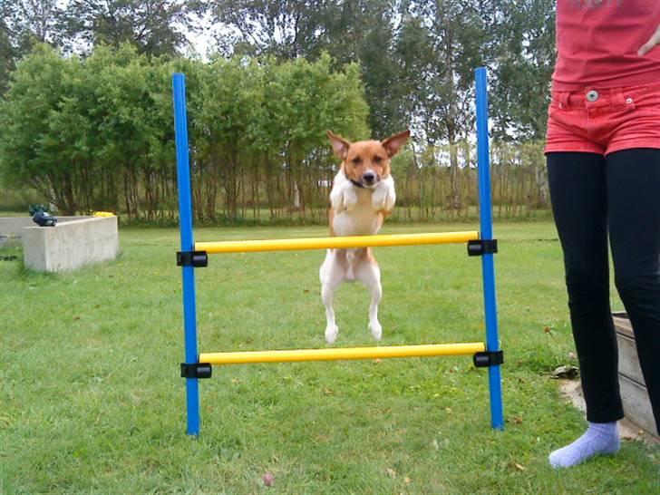 Dansk svensk gaardhund Mikkel billede 20