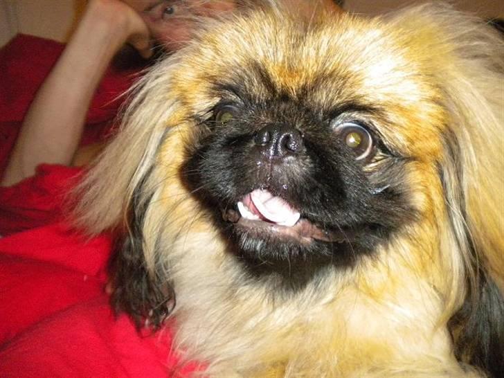 Pekingeser Dengse Ming Blach billede 14