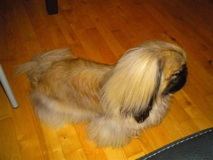 Pekingeser Dengse Ming Blach billede 16