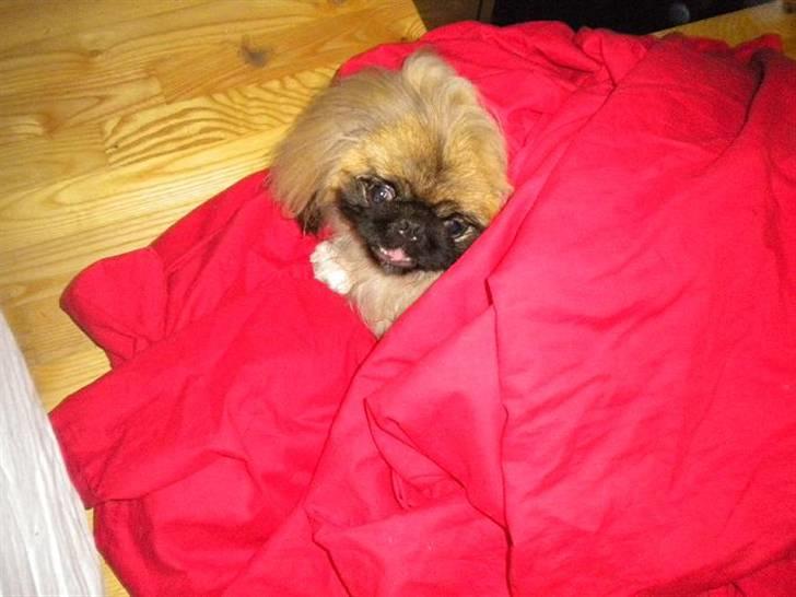 Pekingeser Dengse Ming Blach billede 17