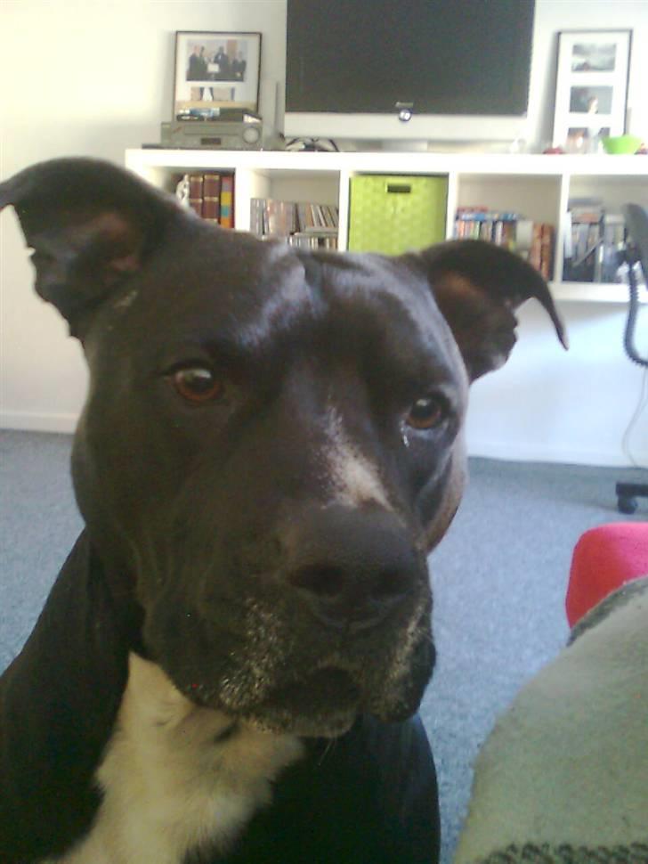 Amerikansk staffordshire terrier Zaza billede 10