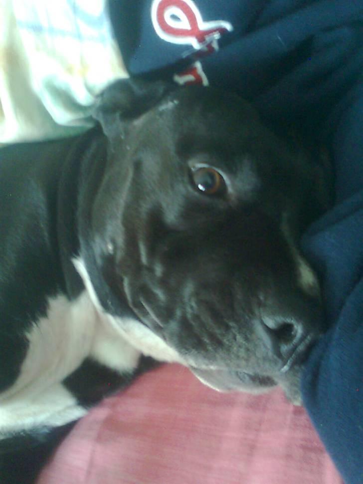 Amerikansk staffordshire terrier Zaza billede 11