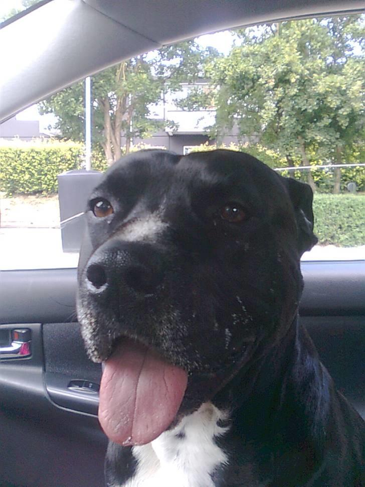 Amerikansk staffordshire terrier Zaza billede 13