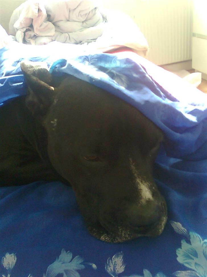 Amerikansk staffordshire terrier Zaza billede 14