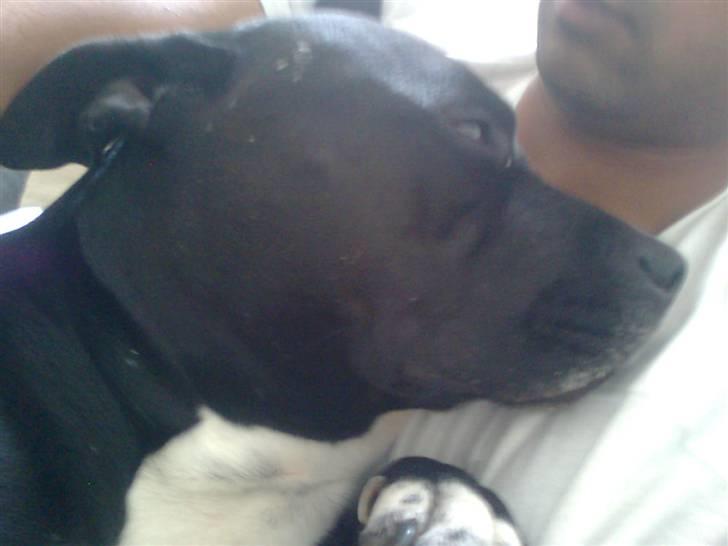 Amerikansk staffordshire terrier Zaza billede 15