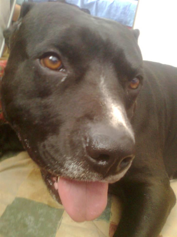 Amerikansk staffordshire terrier Zaza billede 16