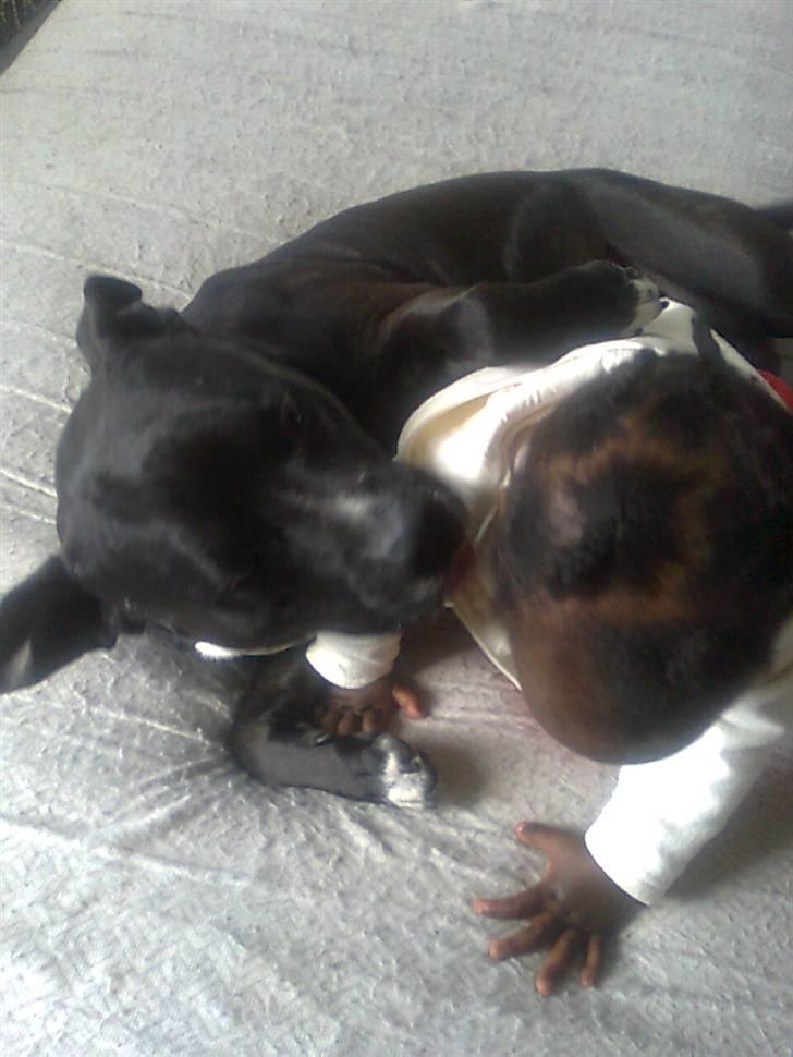 Amerikansk staffordshire terrier Zaza billede 17