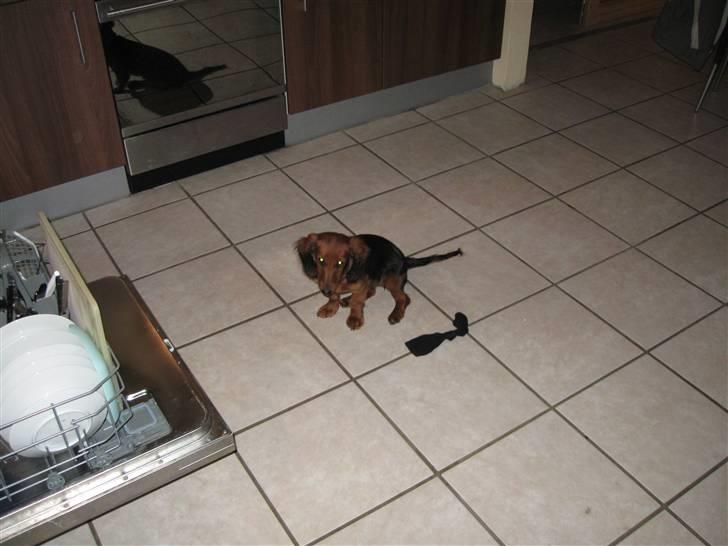 Gravhund Neela billede 2