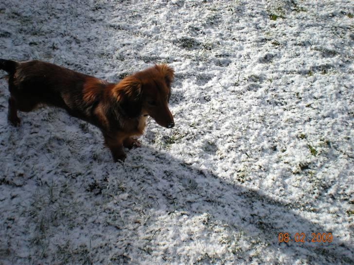 Gravhund Neela billede 3