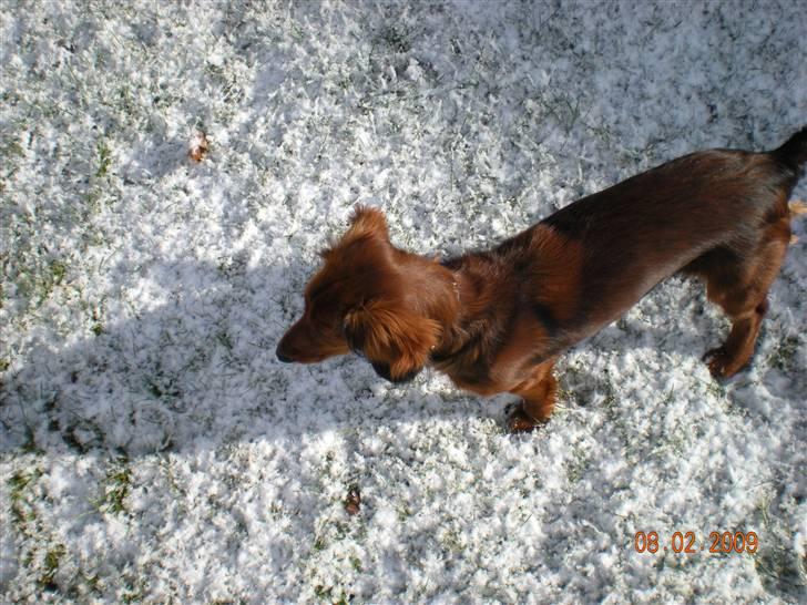 Gravhund Neela billede 4