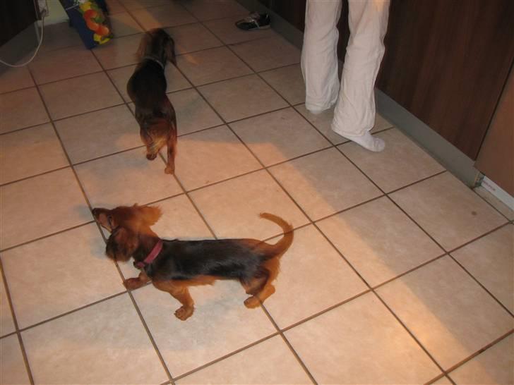 Gravhund Neela billede 5