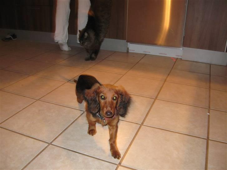 Gravhund Neela billede 6