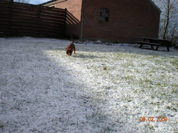 Gravhund Neela billede 7