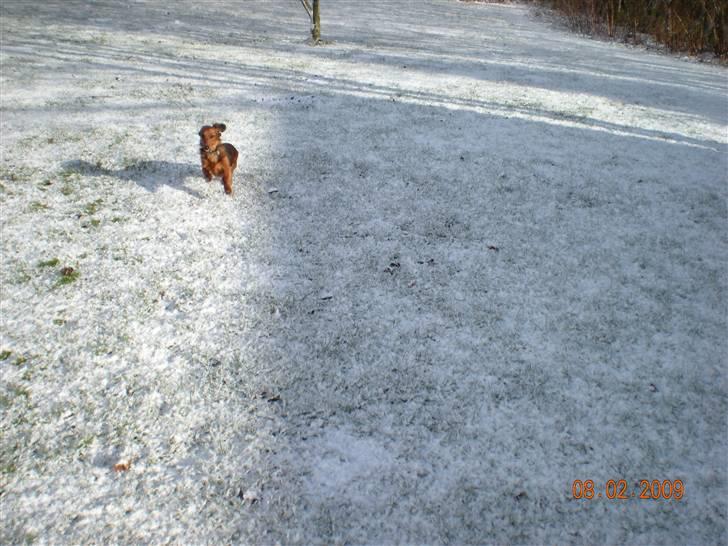 Gravhund Neela billede 8