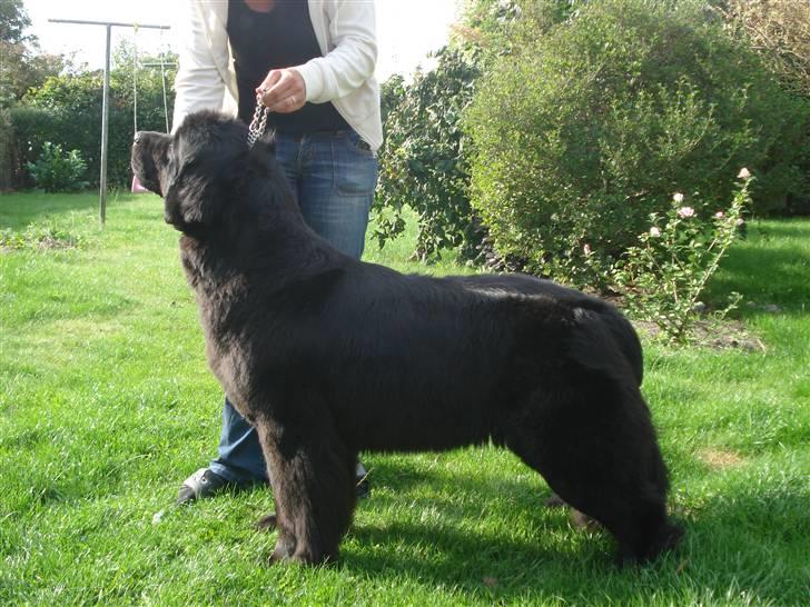 Newfoundlænder Bertha - d. 11/9-09 billede 14