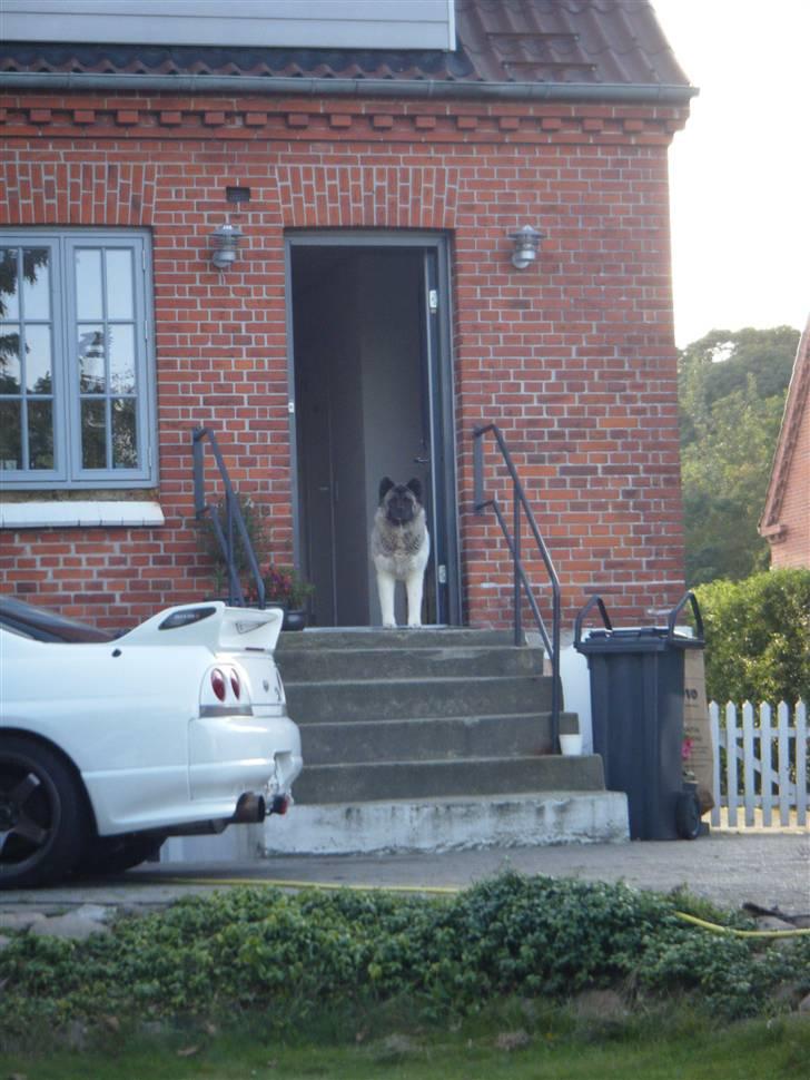 American Akita Suki billede 12