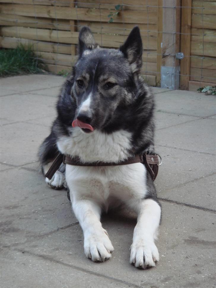 Alaskan husky Freja billede 1