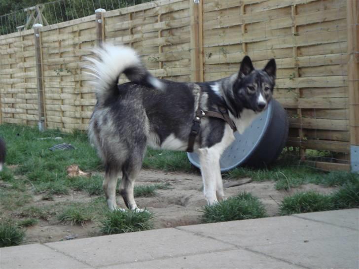 Alaskan husky Freja billede 2