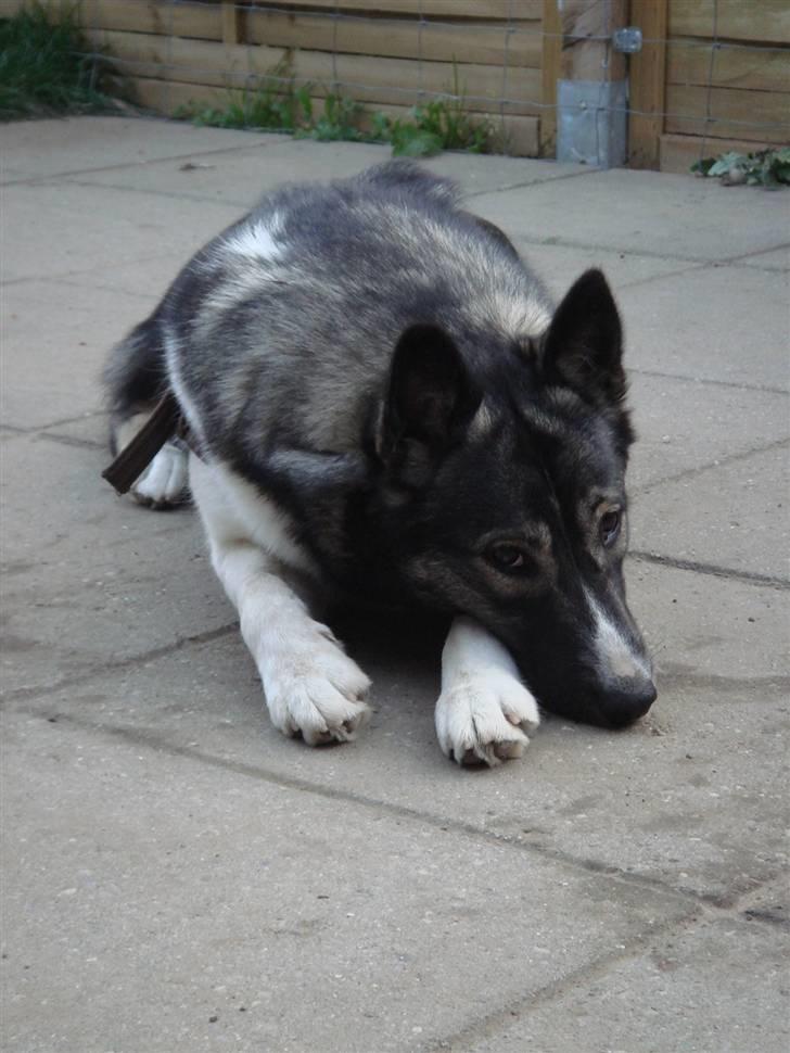 Alaskan husky Freja billede 3
