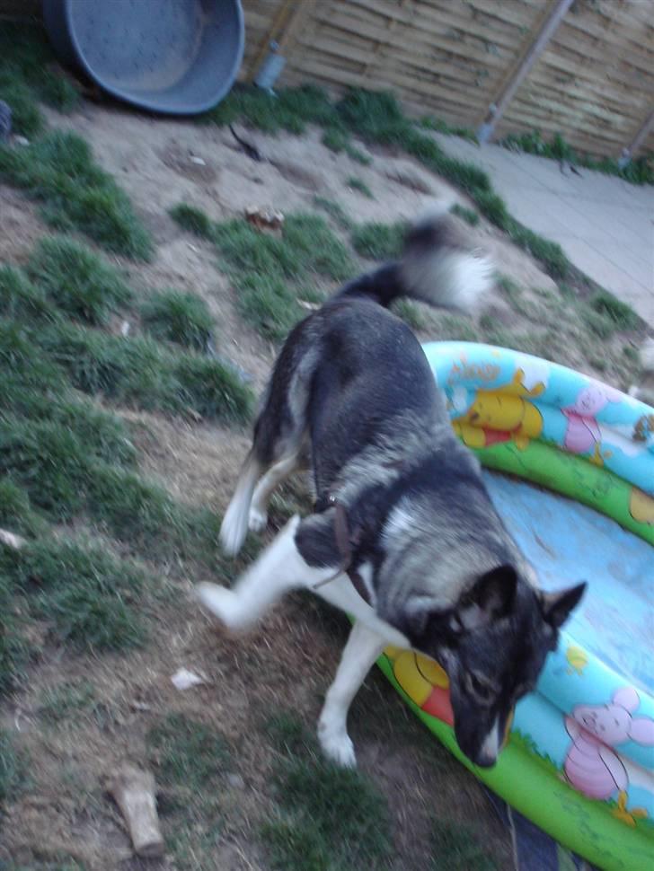 Alaskan husky Freja billede 4