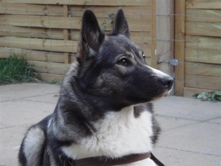 Alaskan husky Freja billede 5