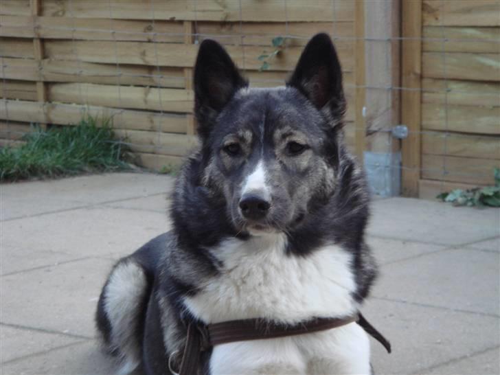 Alaskan husky Freja billede 6