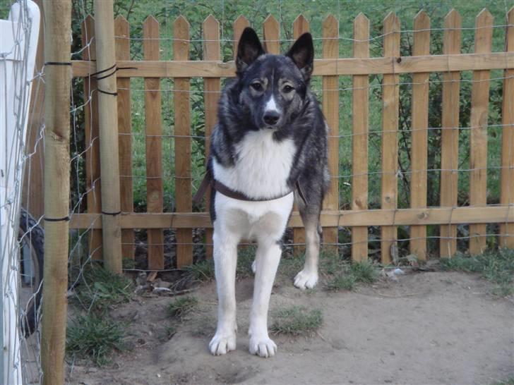 Alaskan husky Freja billede 7