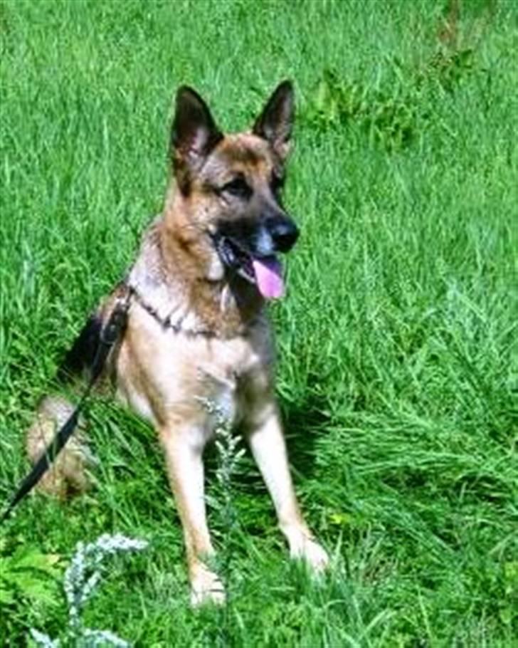 Schæferhund <3 Bax <3 nu død - Må jeg ikke snart finde noget??!! billede 1