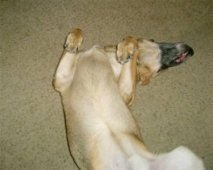 Schæferhund <3 Bax <3 nu død - Her er jeg altså helt død!!!! billede 2