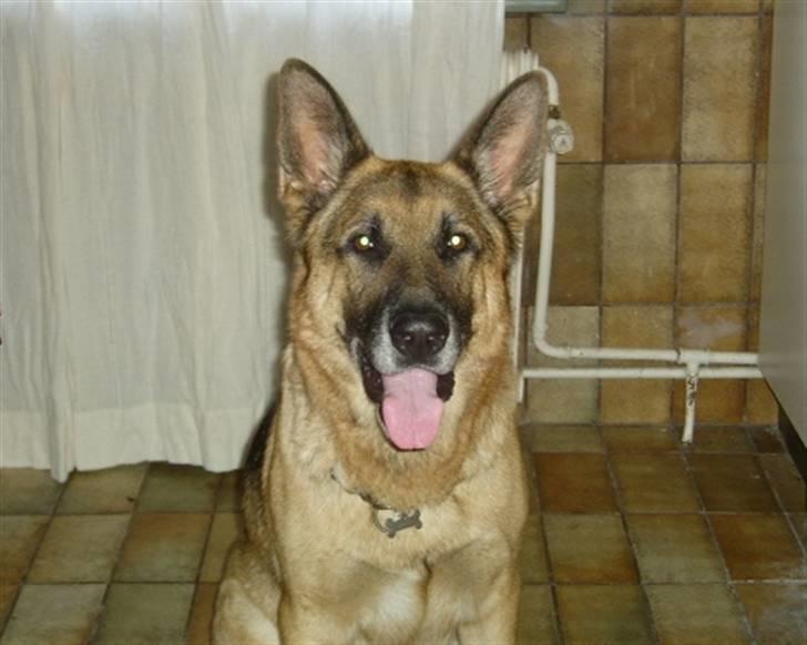 Schæferhund <3 Bax <3 nu død - Er det nu vi skal i bad!!?? billede 3