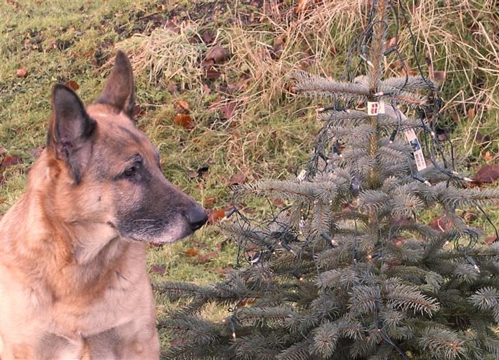 Schæferhund <3 Bax <3 nu død - Oj, et lille juletræ, eller er det et tissetræ? billede 4