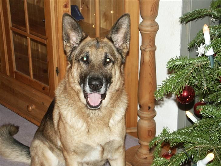 Schæferhund <3 Bax <3 nu død - Mor og far har sat et træ inden for, mon jeg skal tisse på det? billede 5