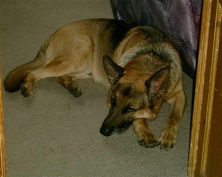 Schæferhund <3 Bax <3 nu død - NEJ, jeg sover IKKE!!!!!! billede 6