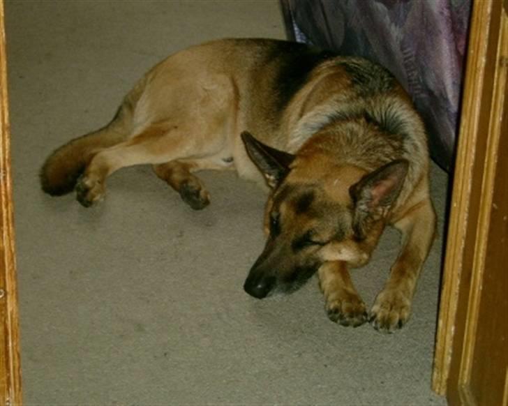 Schæferhund <3 Bax <3 nu død - OK, så sover jeg alligevel :-P billede 7