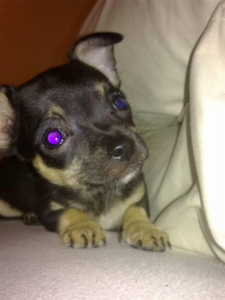 Chihuahua Rex billede 18