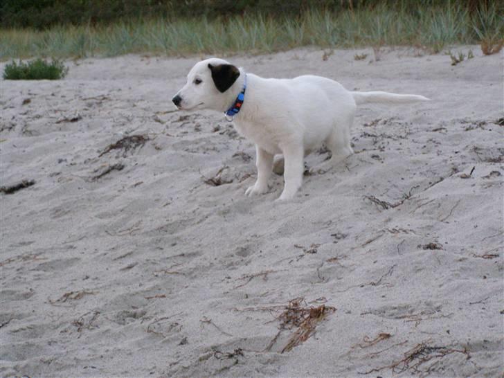 Blanding af racer Snoopy doo - Min første tur på stranden, ad det vand var ikke sjovt billede 5