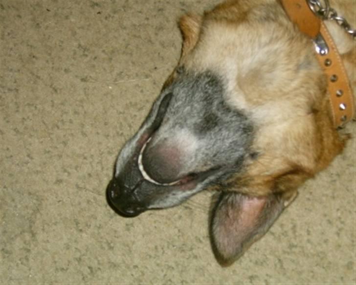Schæferhund <3 Bax <3 nu død - Jeg er en helt død "gråmule"!!!! billede 8