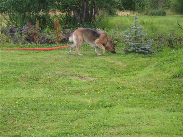 Schæferhund <3 Bax <3 nu død - Mon der er gemt noget her? billede 9